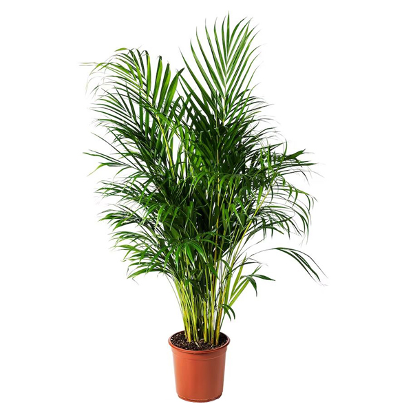 Plant Areca - 