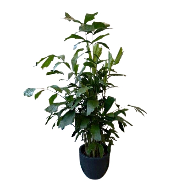 Plant Cariota - 