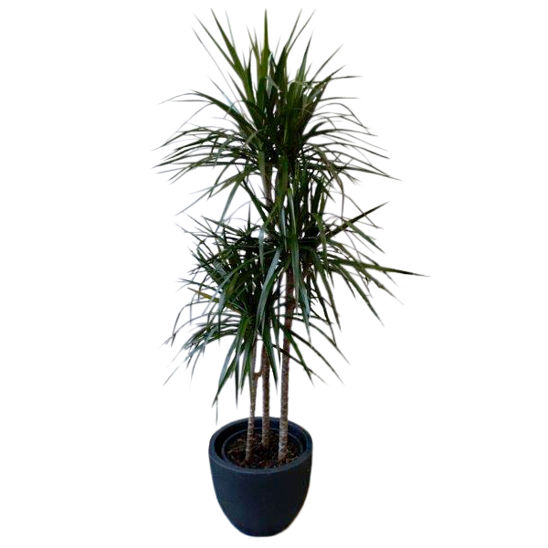 Plant Dracaena - 