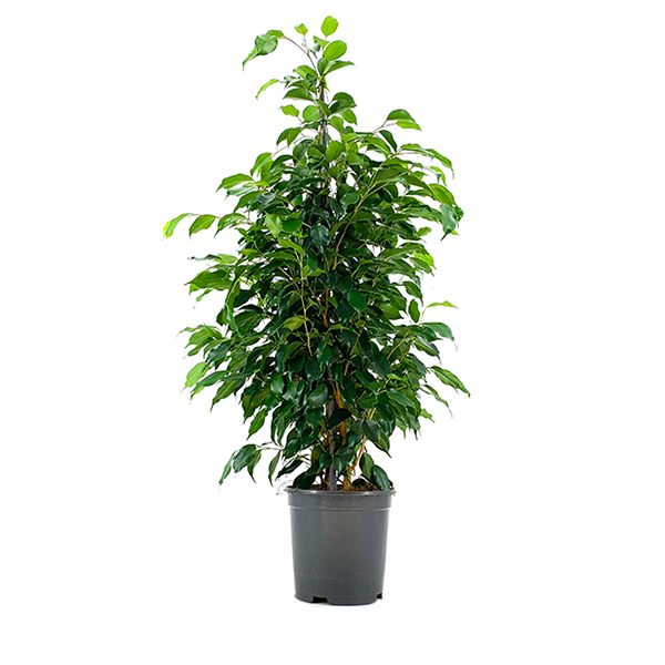 Plant Ficus Benjamina - 