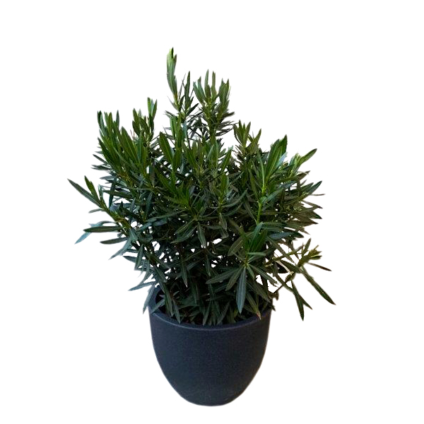 Plant Oleander - 